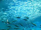 新江ノ島水族館(えのすい)-相模湾大水槽 [江の島] [水族館]